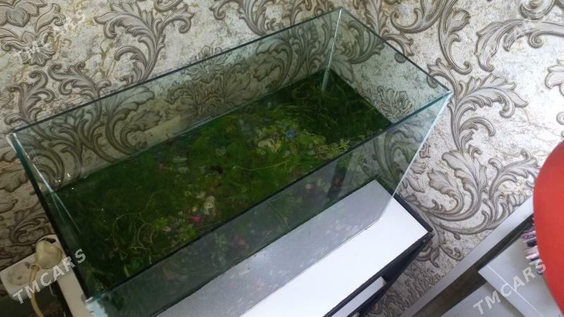 Аквариум - Мары - img 1