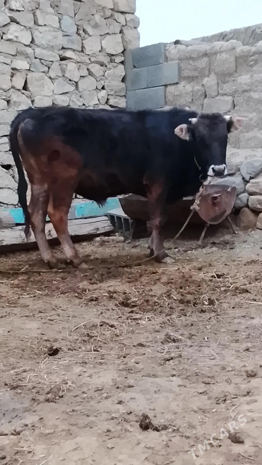 Şwesi öküz - Бахарден - img 1