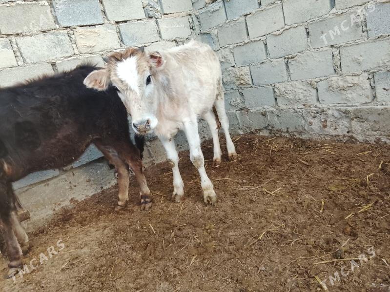 Gole - Эсенгулы - img 1