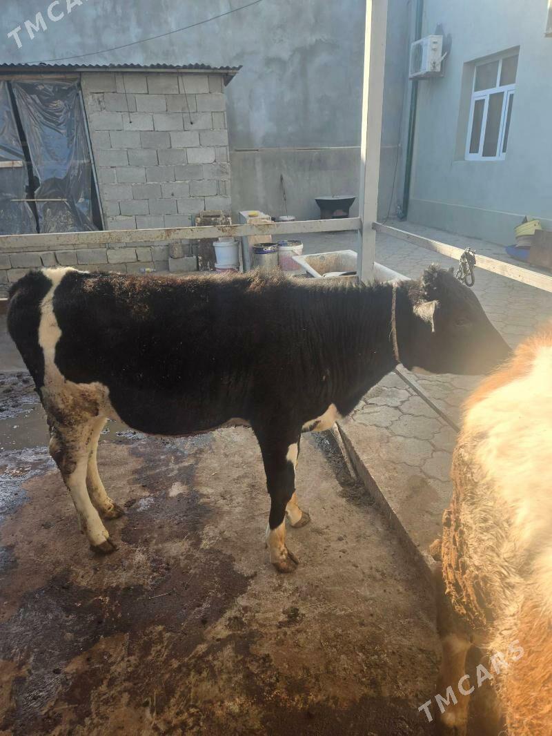 tuwe - Ашхабад - img 1