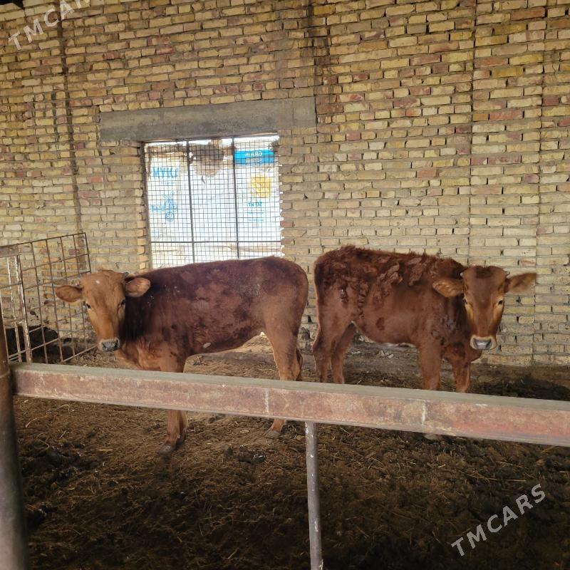 gulajyn - Мары - img 1