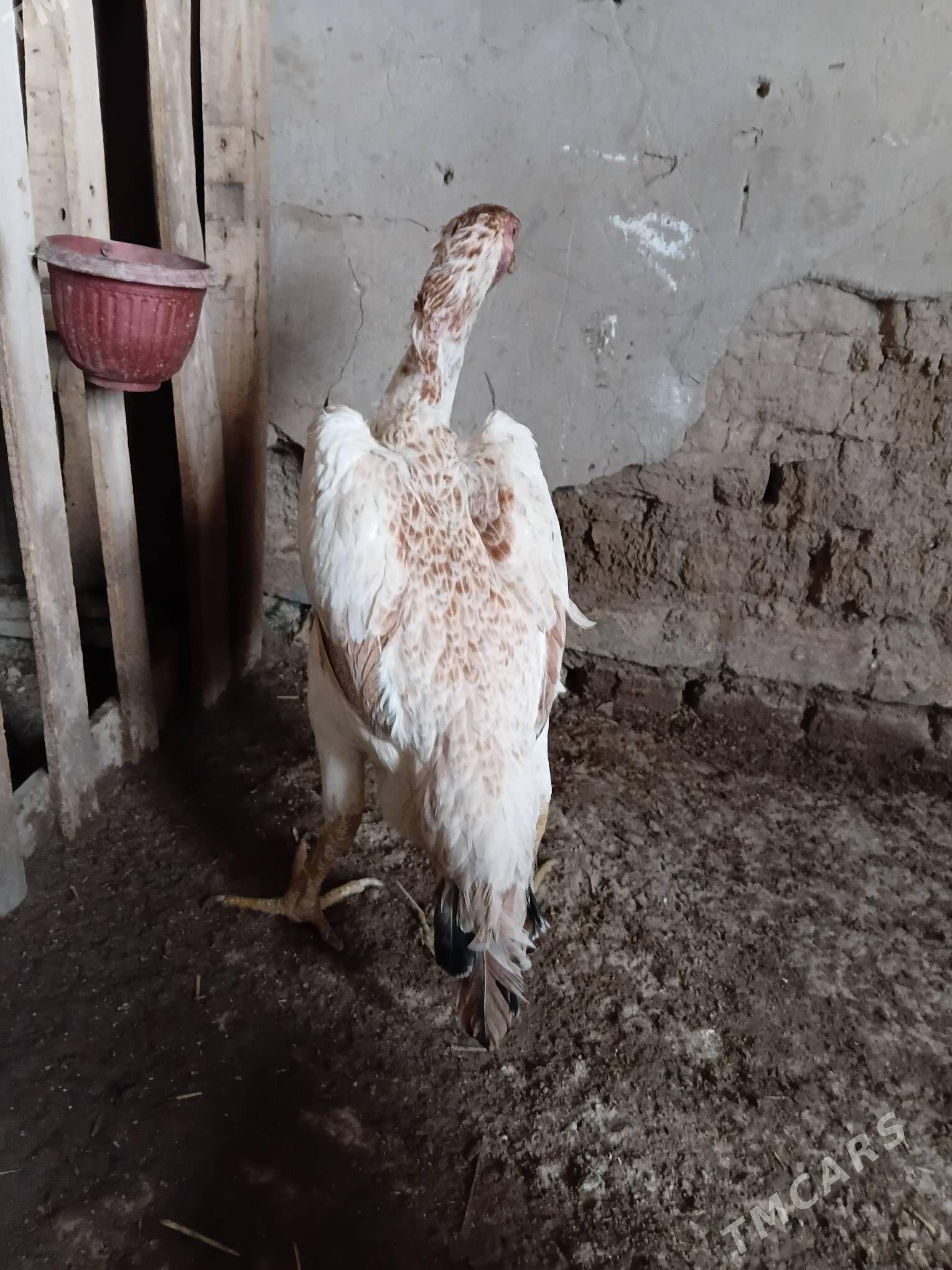 towuk baysow - Daşoguz - img 1