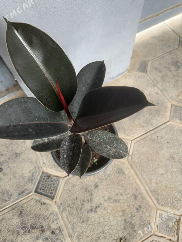 ФИКУС - Ашхабад - img 1