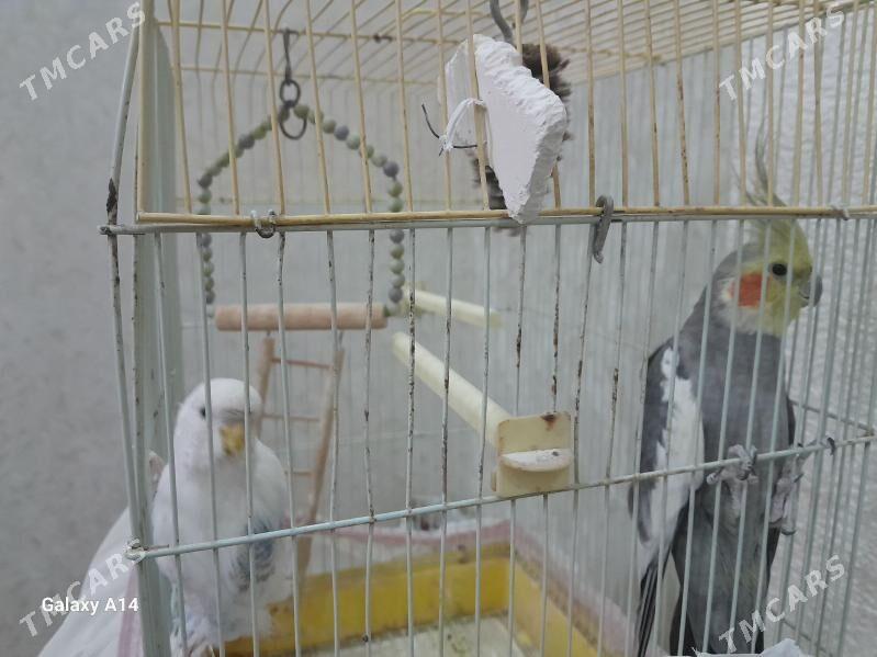 popugaÿ gus korella - Мары - img 1