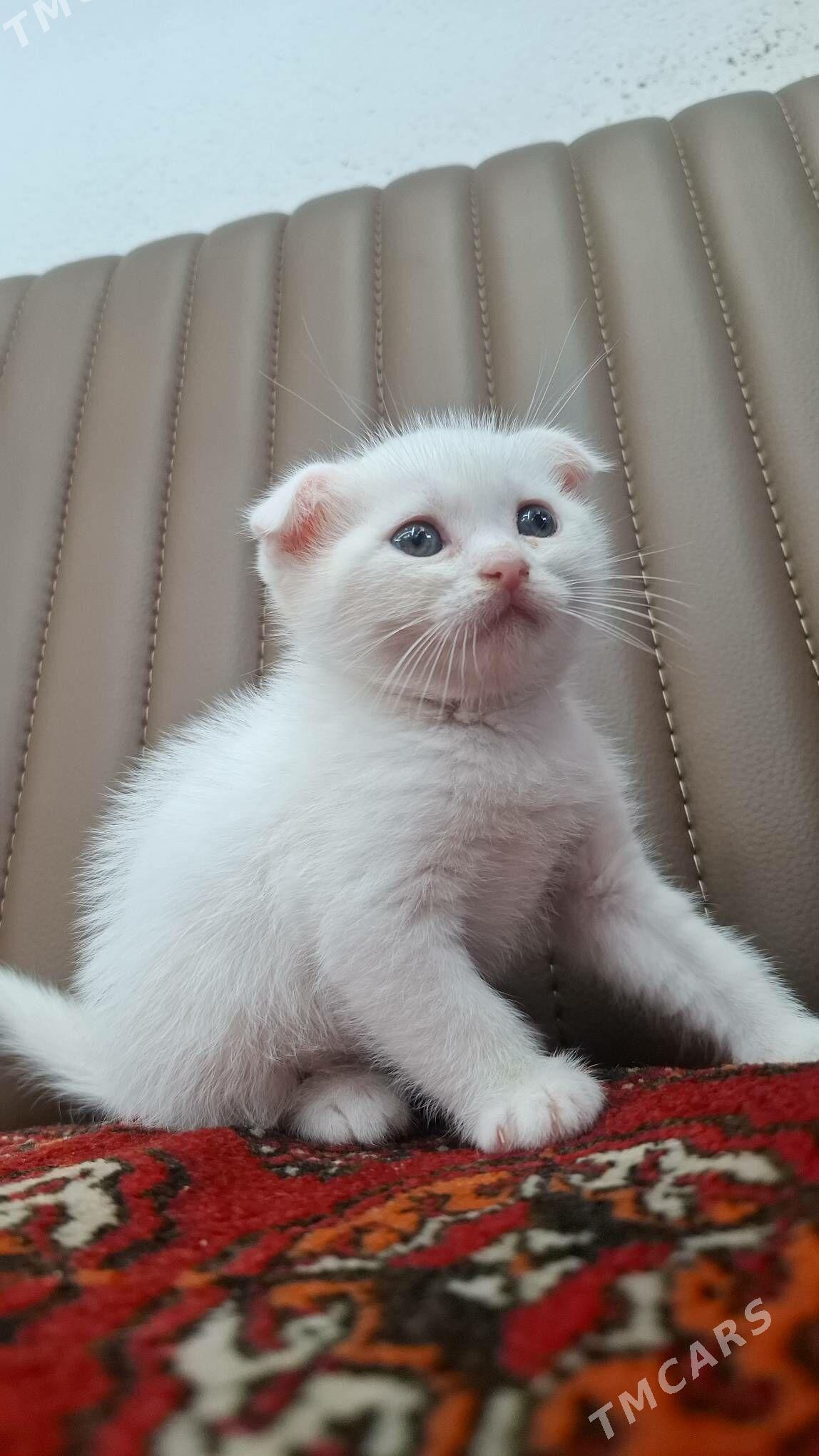 котёнок pisik - Мары - img 1