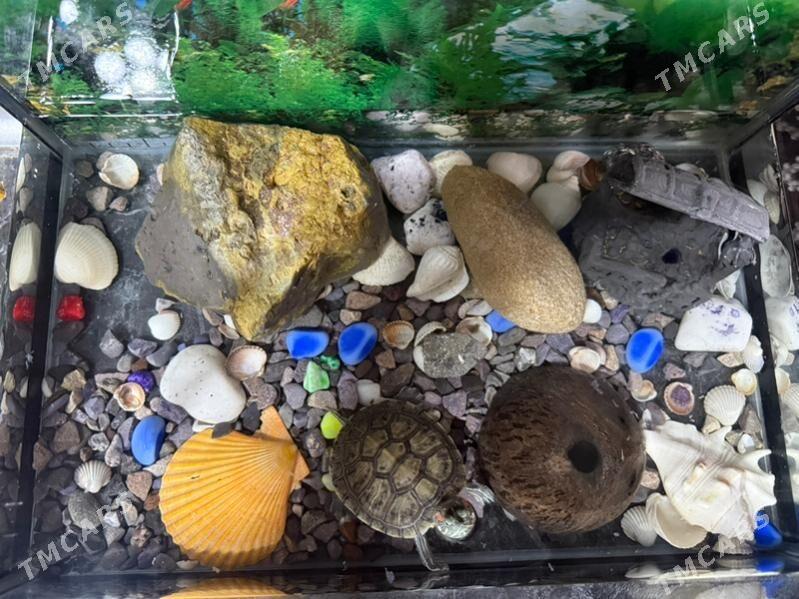 черепаха pyşdyl - Mary - img 1