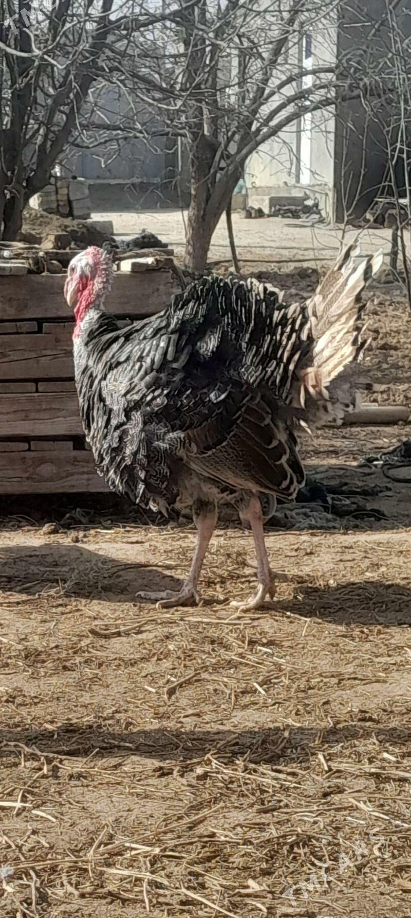 induk horaz - Bäherden - img 1