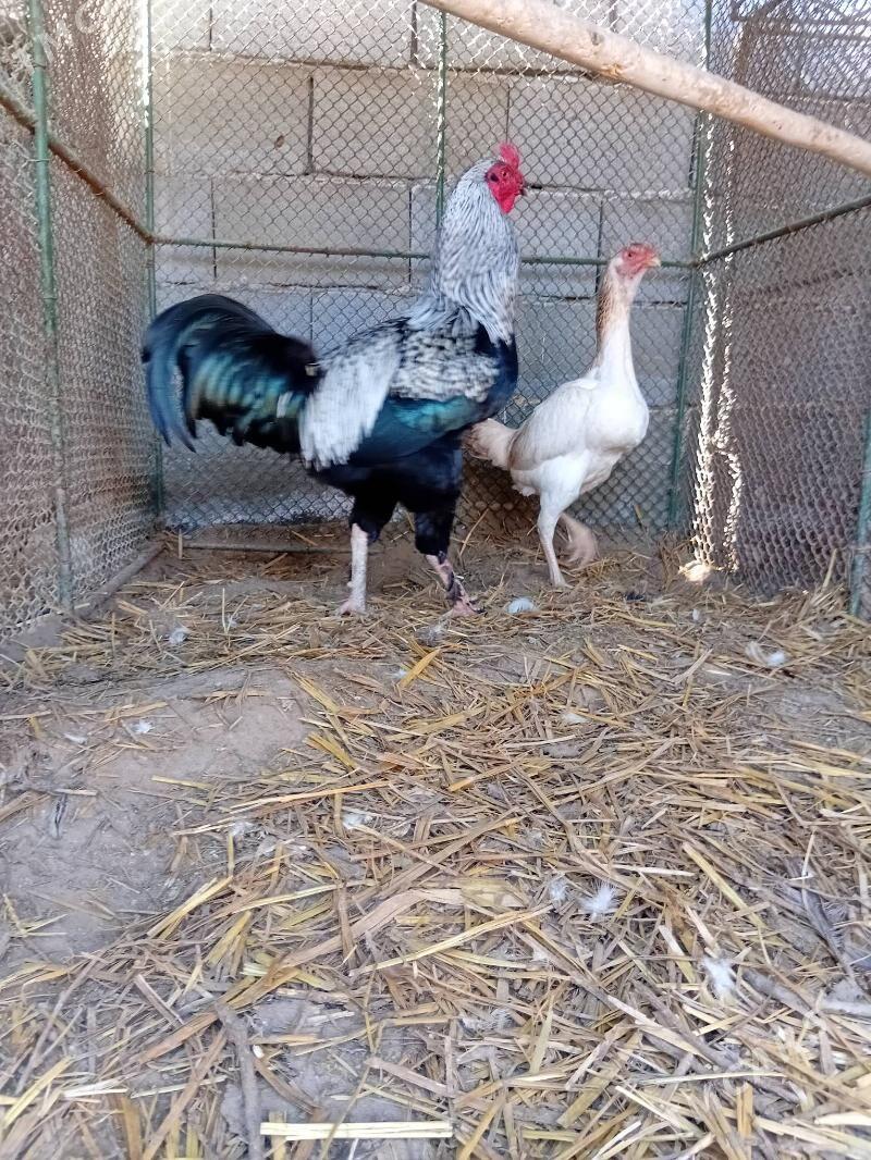 taskent - Ак-Бугдайский этрап - img 1