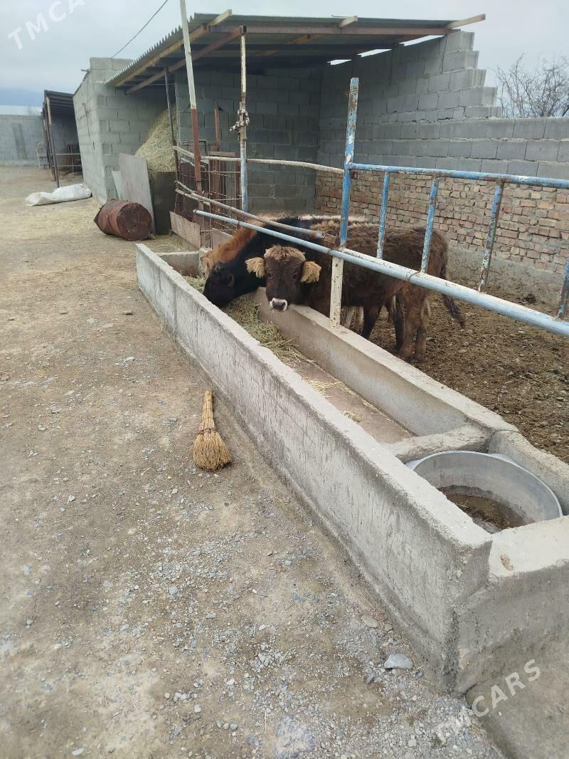 ökozler - Бахарден - img 1