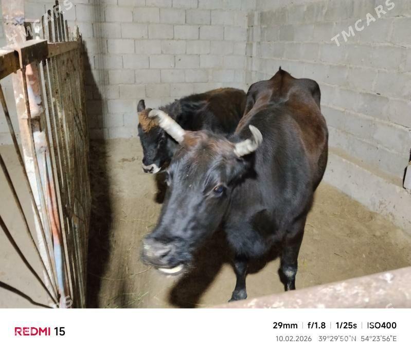 sygyr - Балканабат - img 1