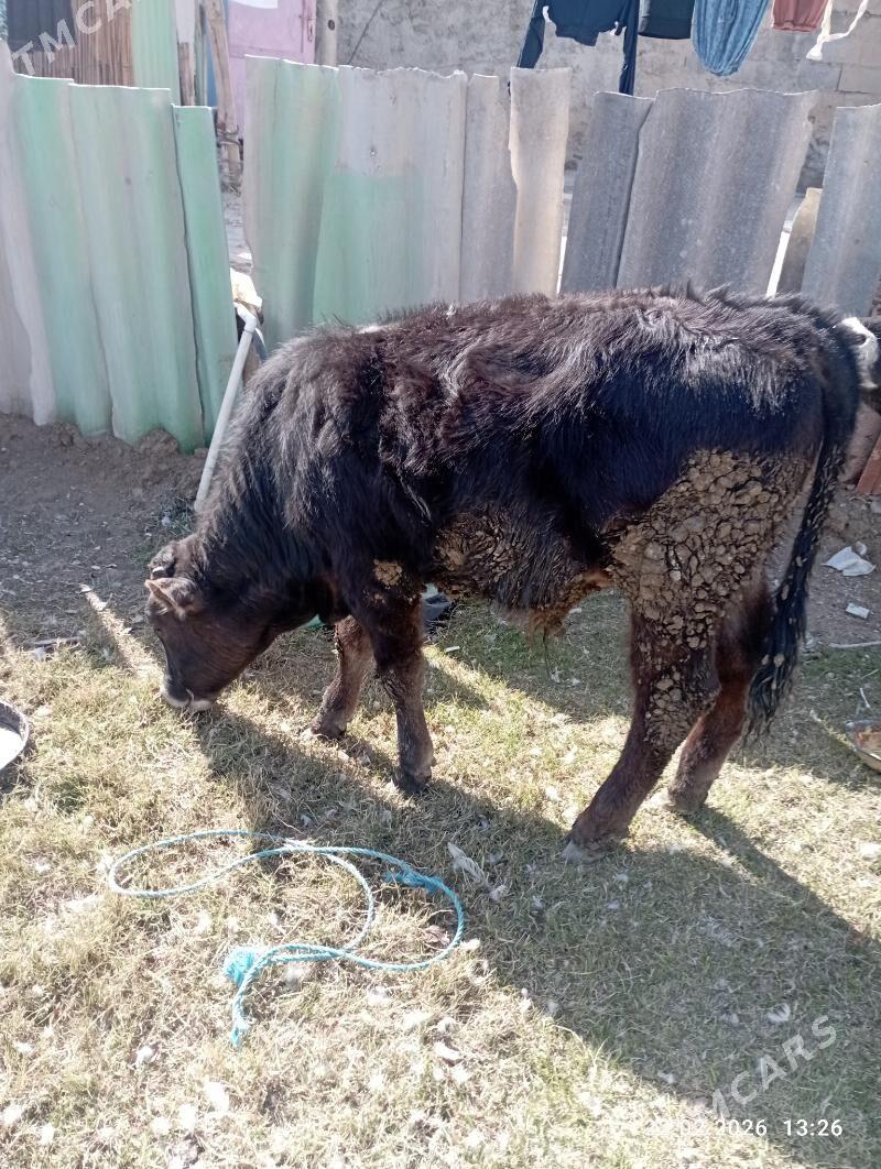 ÖKİZ.ŞWES - Aşgabat - img 1