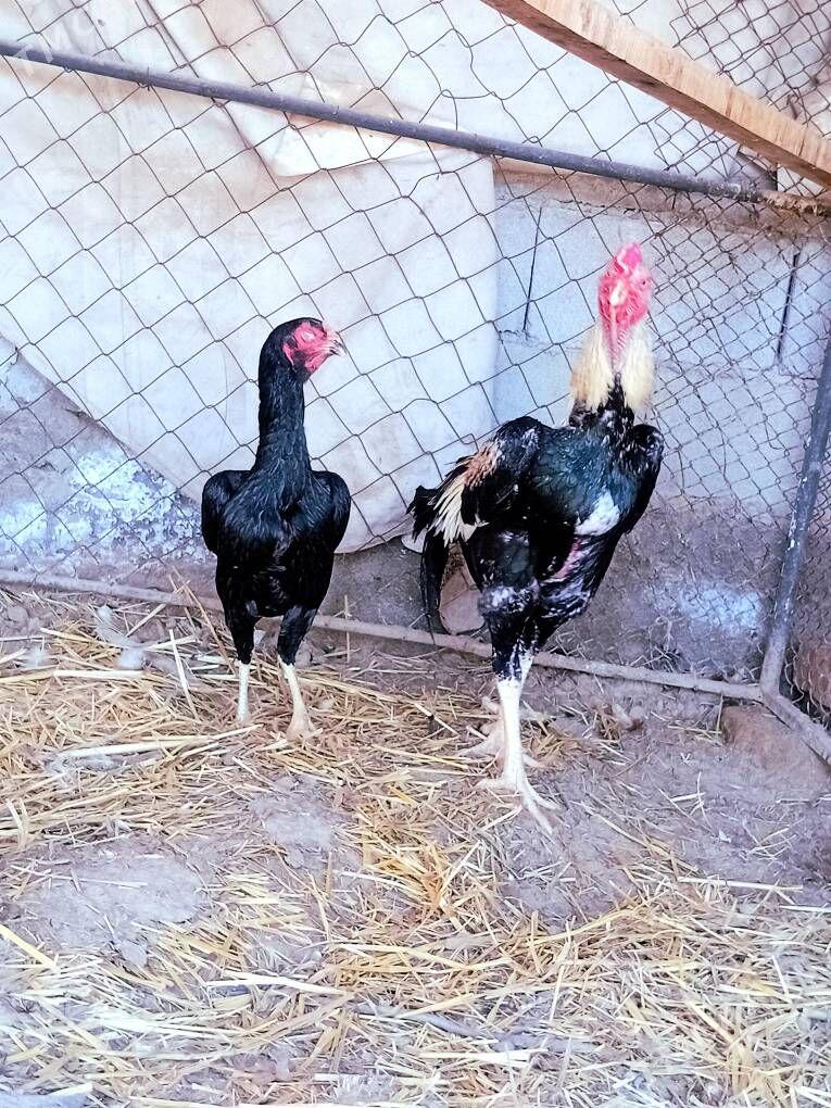 taskent - Ak bugdaý etraby - img 1