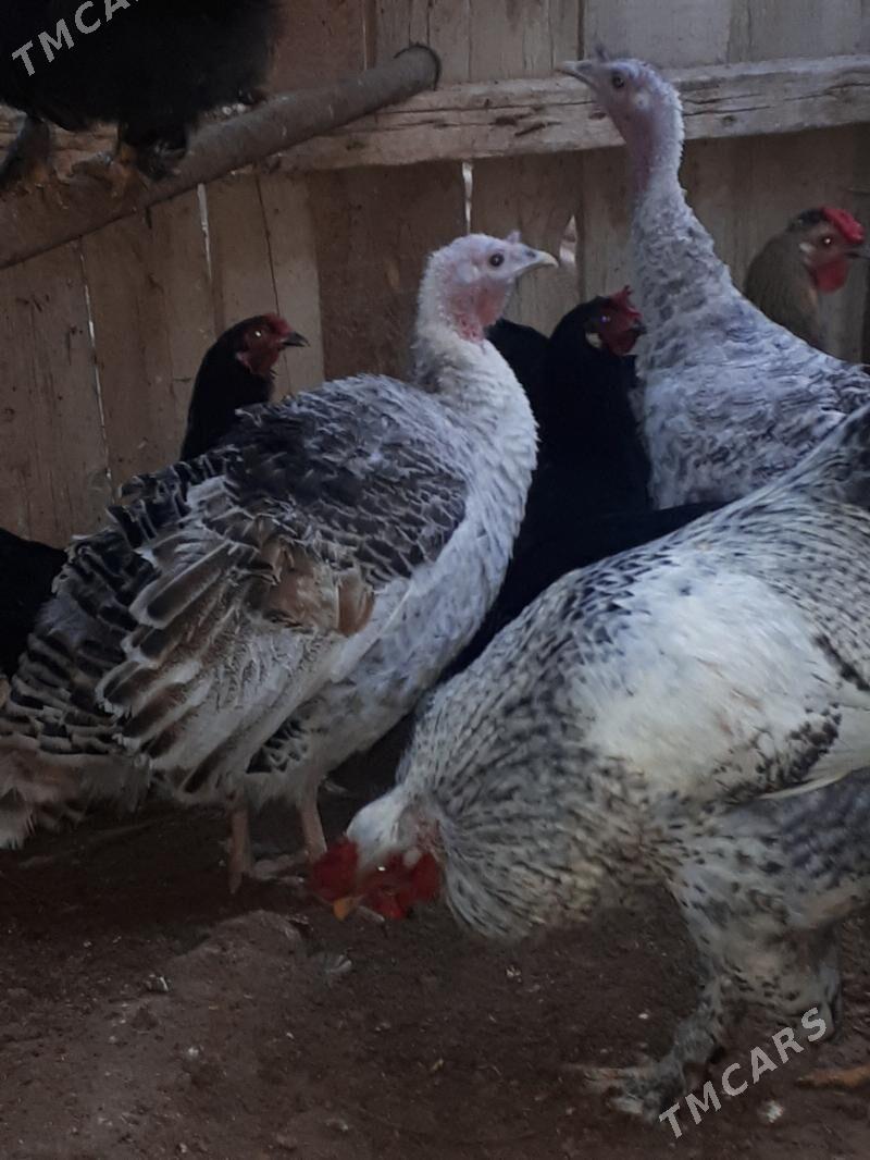 Indýuk - Gumdag - img 1