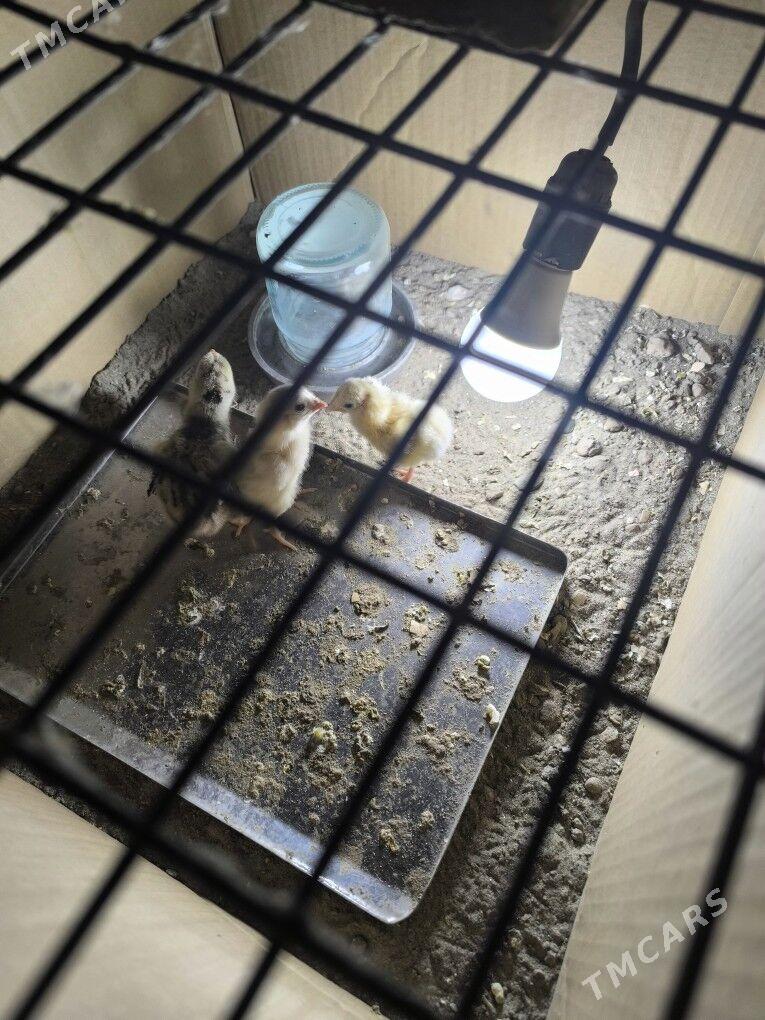 bayec jüje - Mary - img 1