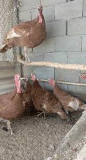 owgan induk - Gökdepe - img 1