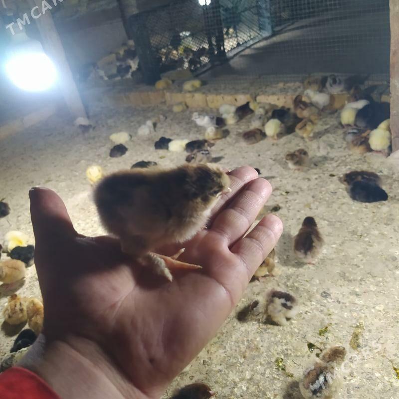 broller jüje aýagy perli - Dänew - img 1