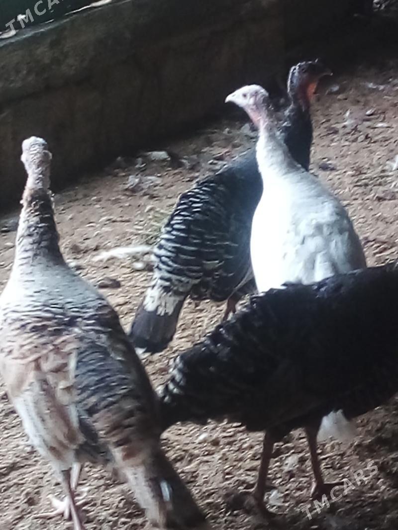 Induk - Бузмеин - img 1