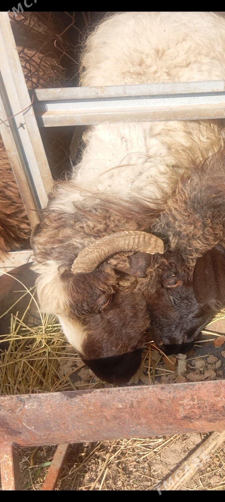 goyun - Aşgabat - img 1