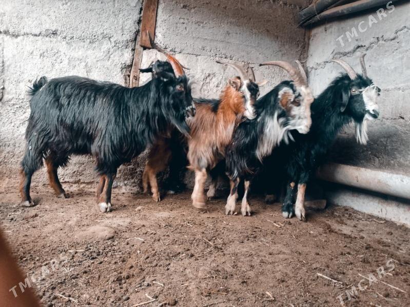 Geçiler - Берекет - img 1