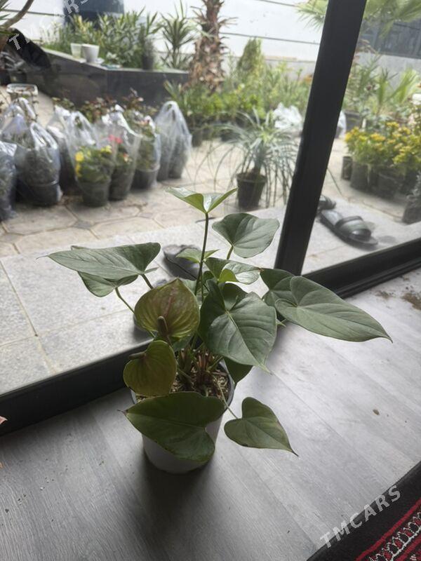 цветы - Aşgabat - img 1