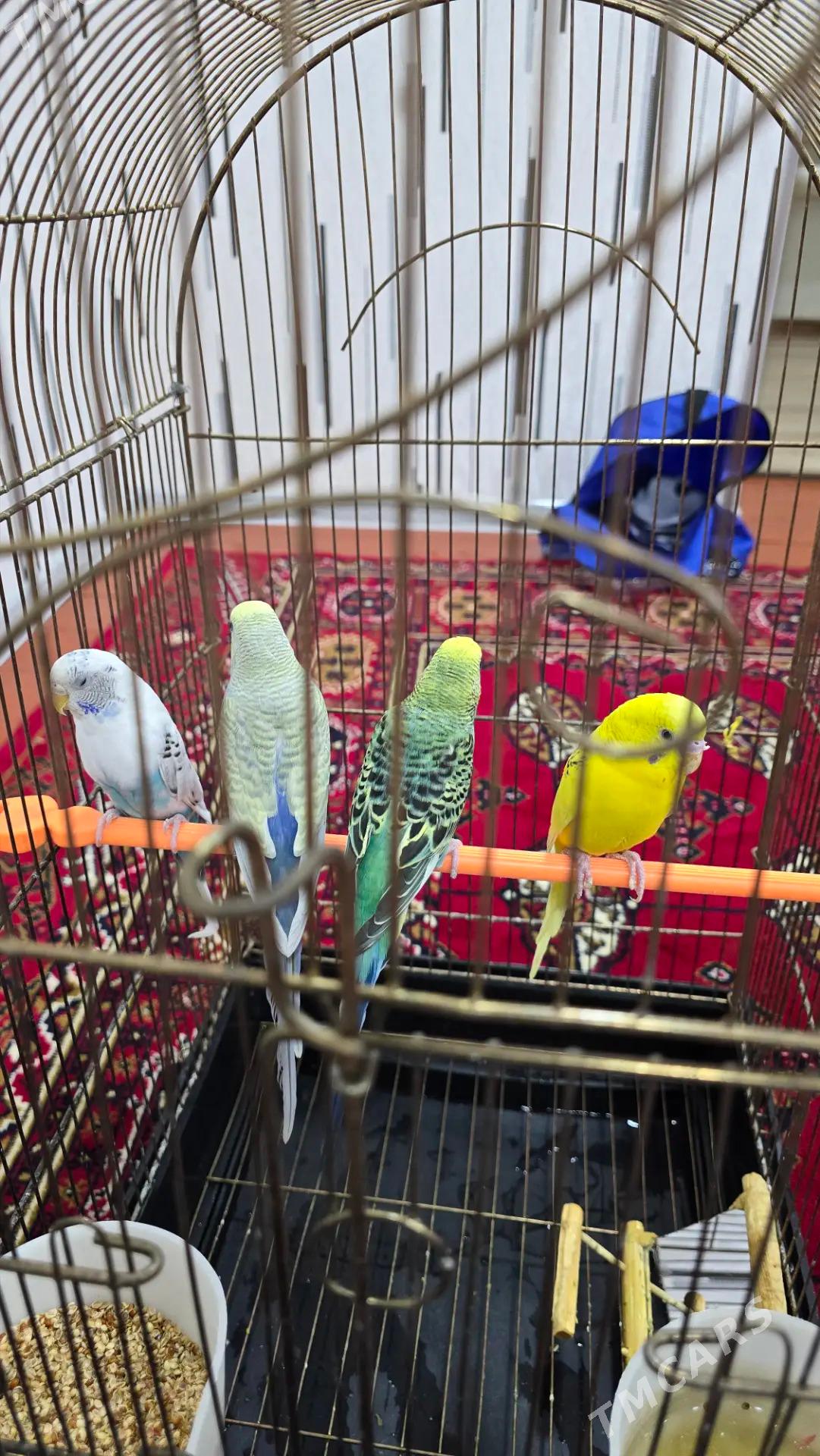 Popugay - Daşoguz - img 1