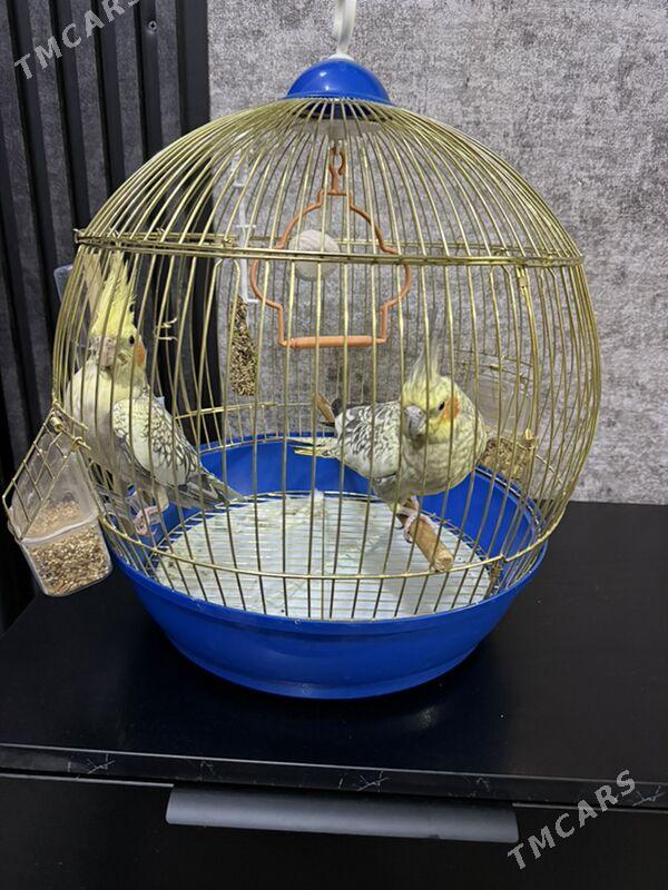 попуга - Ашхабад - img 1