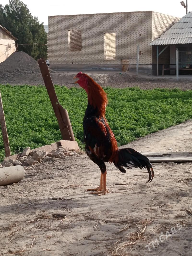 baysy horaz juje - Sakar - img 1