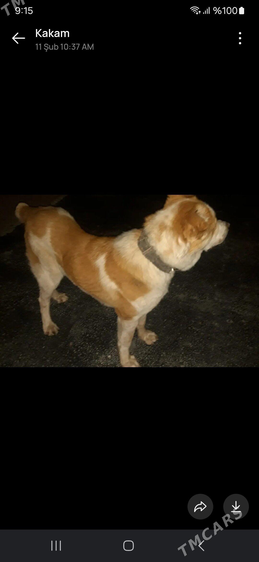 ТУКМЕН. АЛБАЙ. 11. АЙ. ТОХУМ. - Анев - img 1