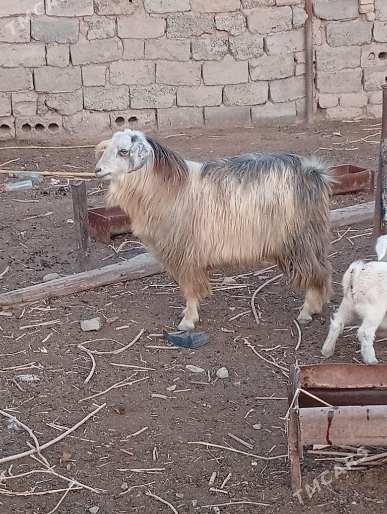 teka - Çärjew - img 1