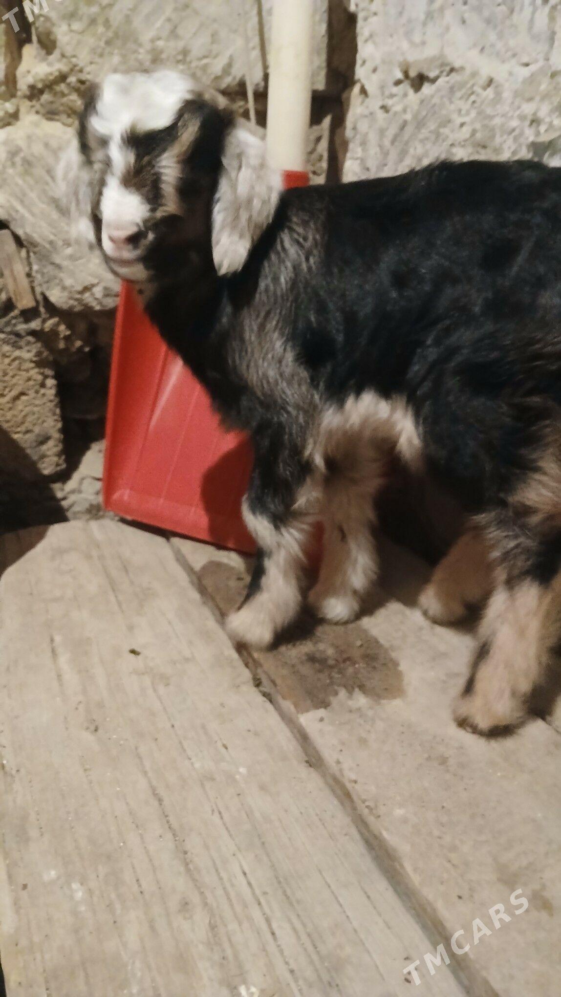 ovlak - Gyzylarbat - img 1