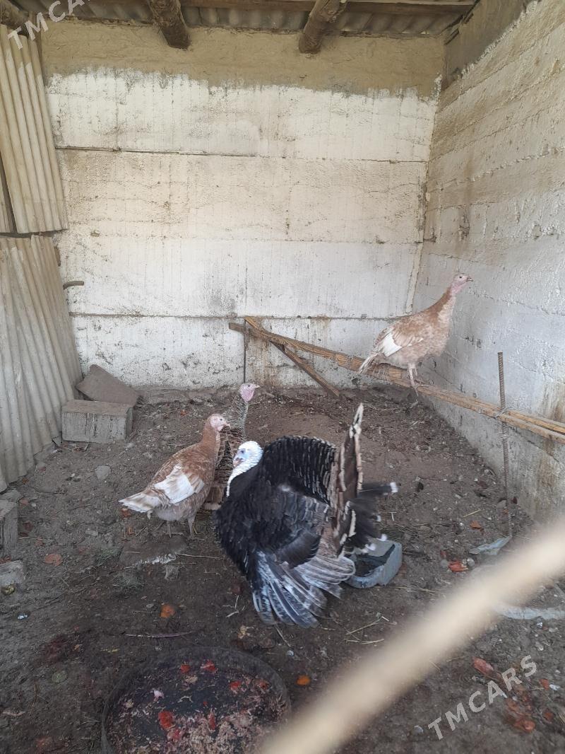 Induk Horaz - Gökdepe - img 1