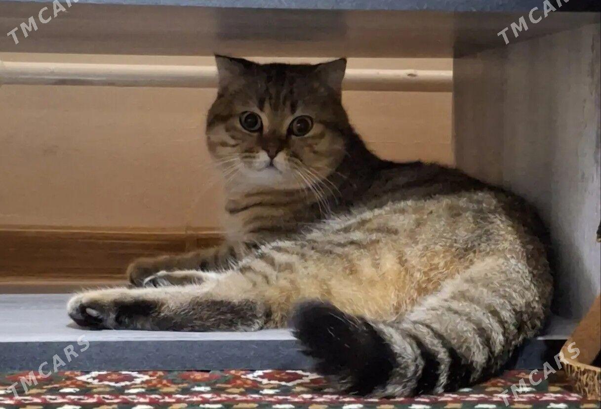 pişik кот - Дашогуз - img 1