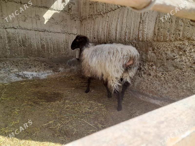 Goyun - Gökdepe - img 1