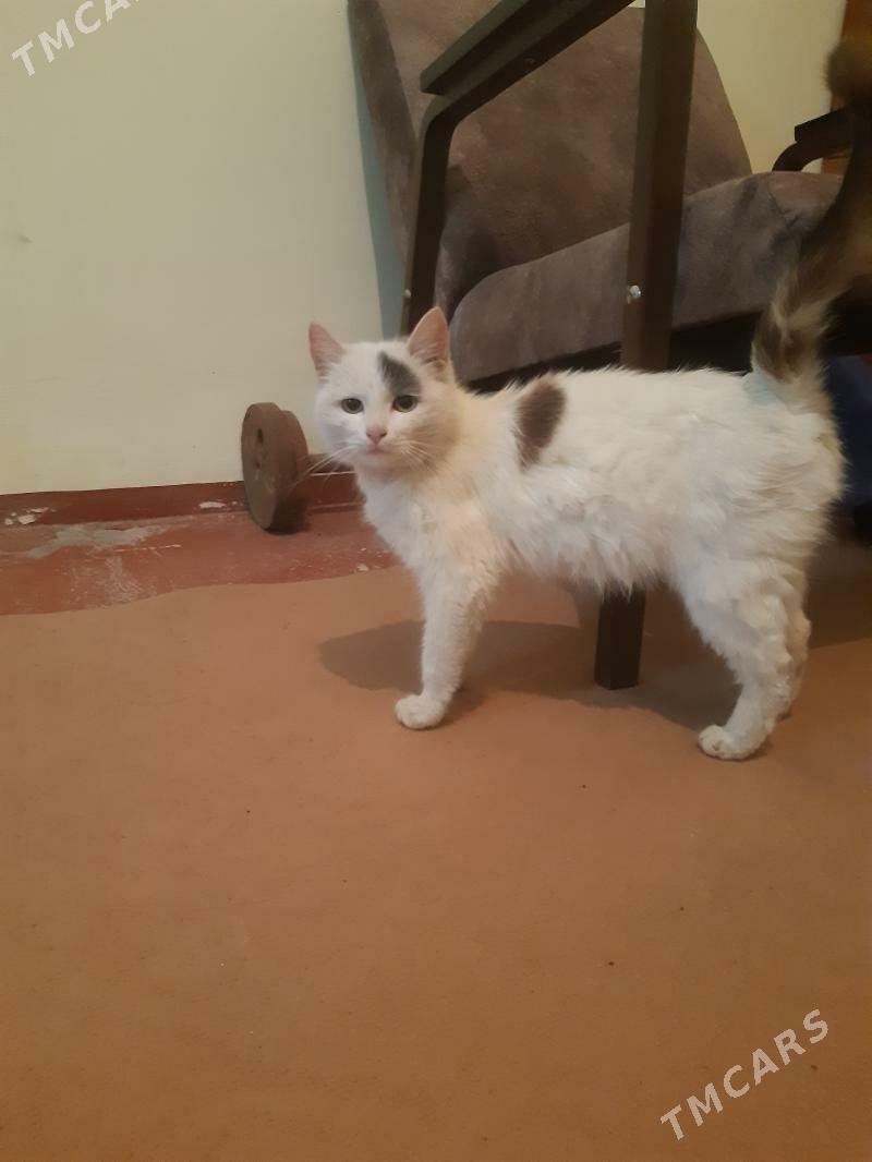 Owadan pishik - Акдепе - img 1