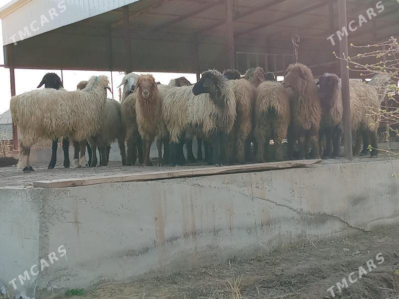 urkoçy toklular - Sakarçäge - img 1