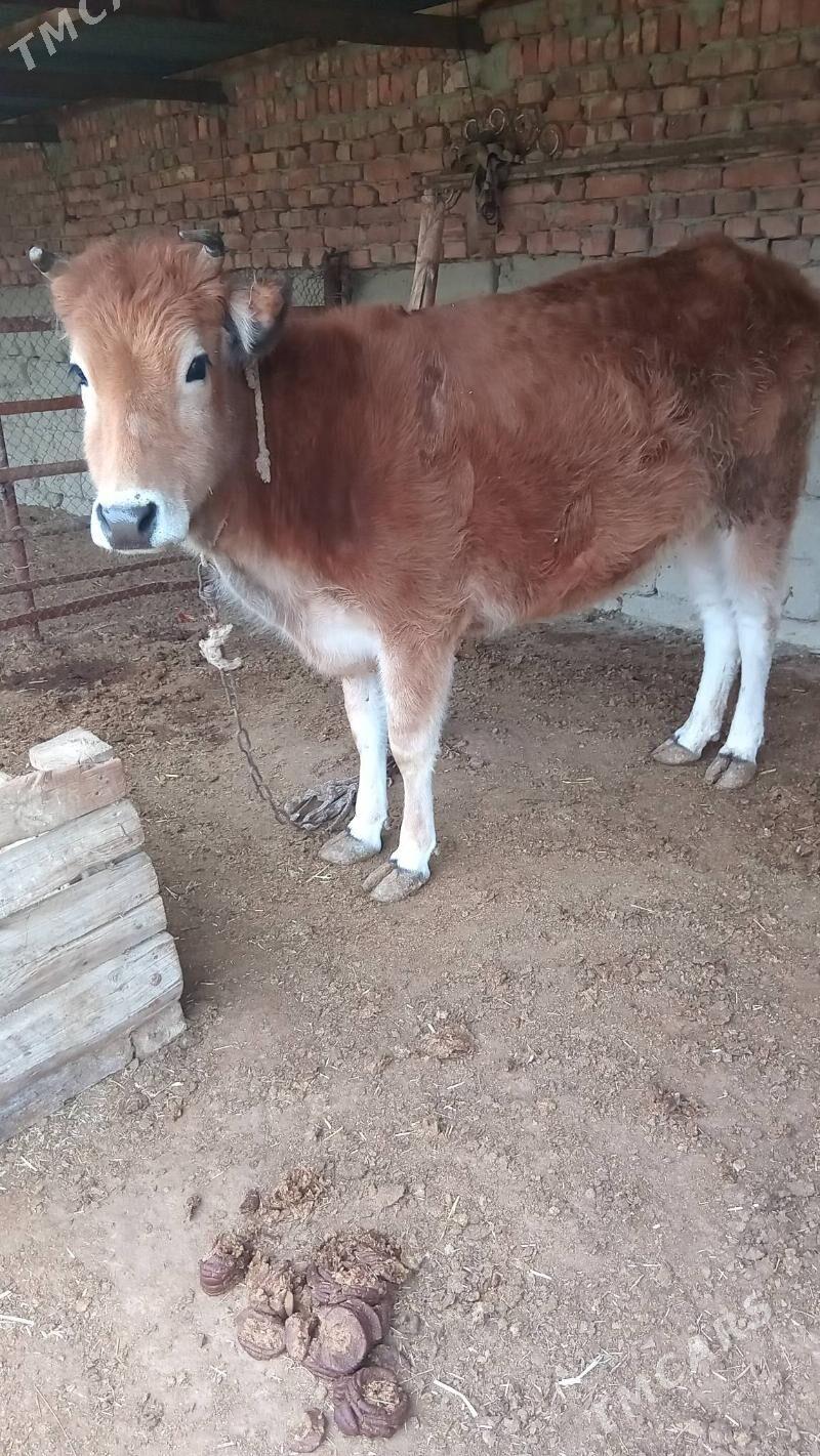 semiz tuwe - Bäherden - img 1