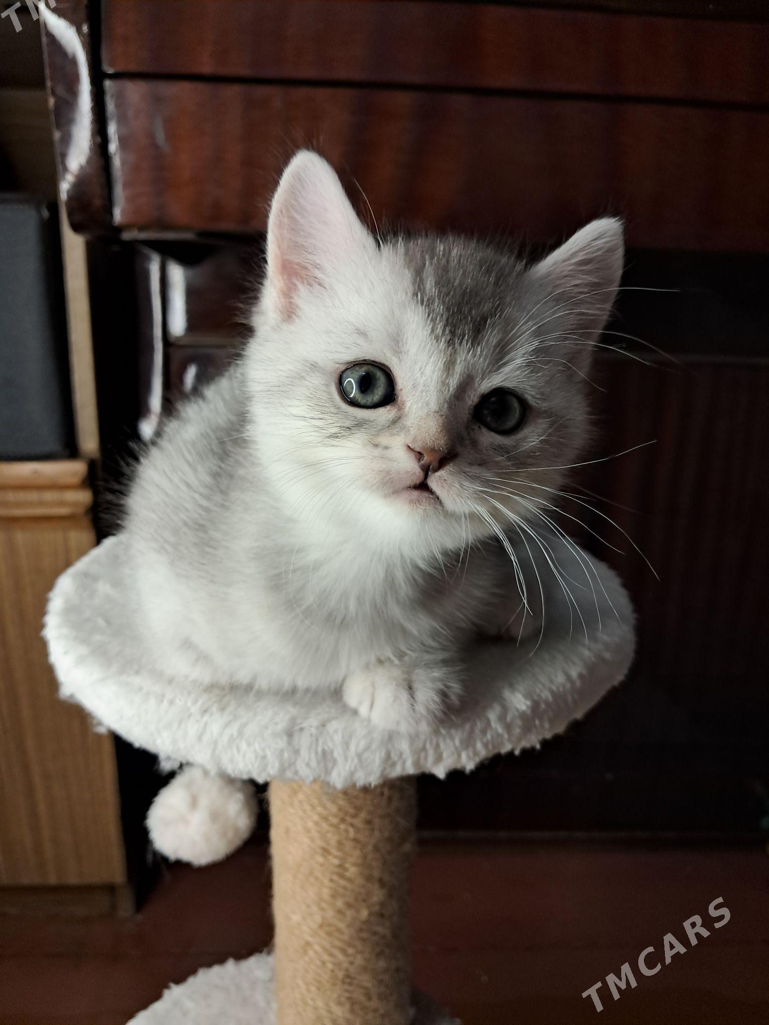 шотландский мальчик страйт - Ашхабад - img 1