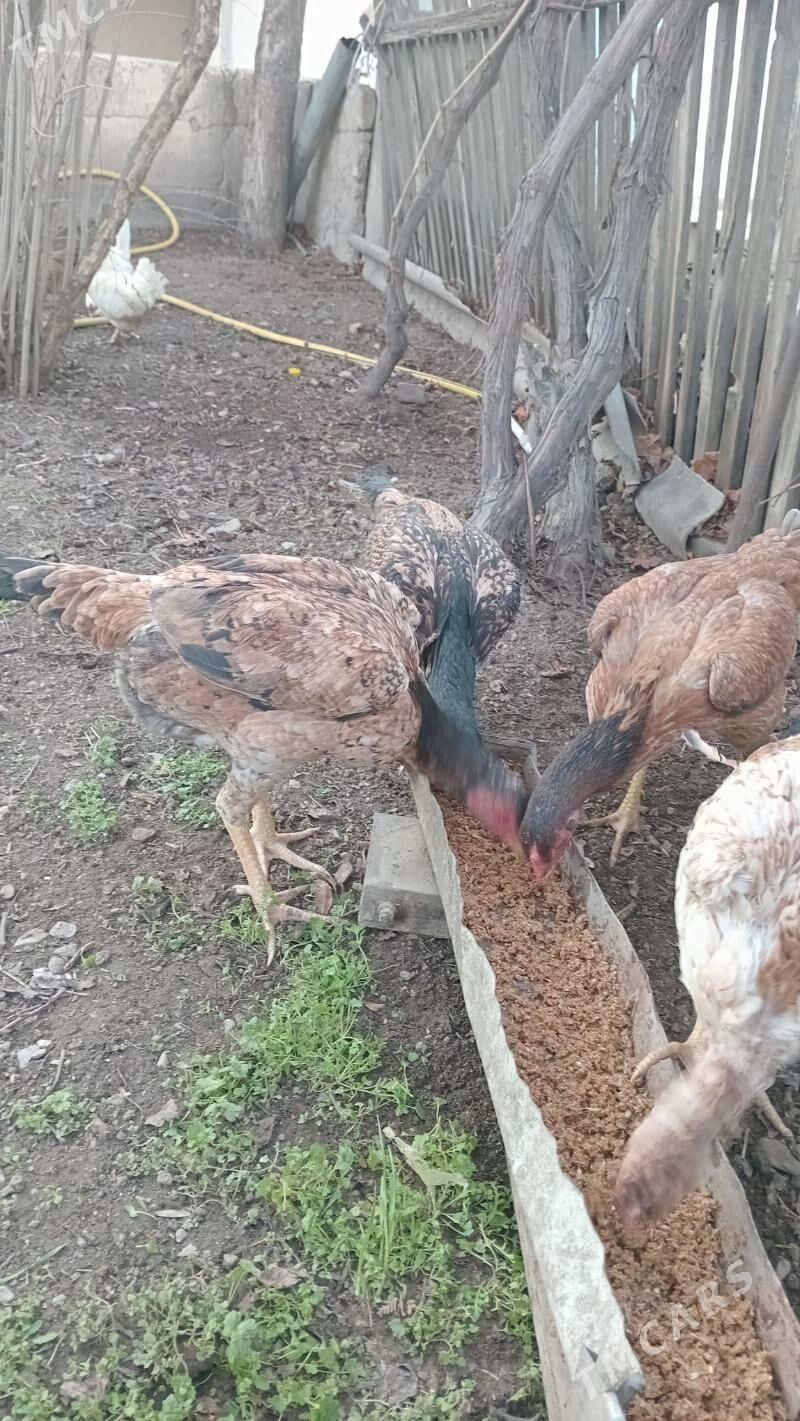 tasgent makiyan - Гызыларбат - img 1