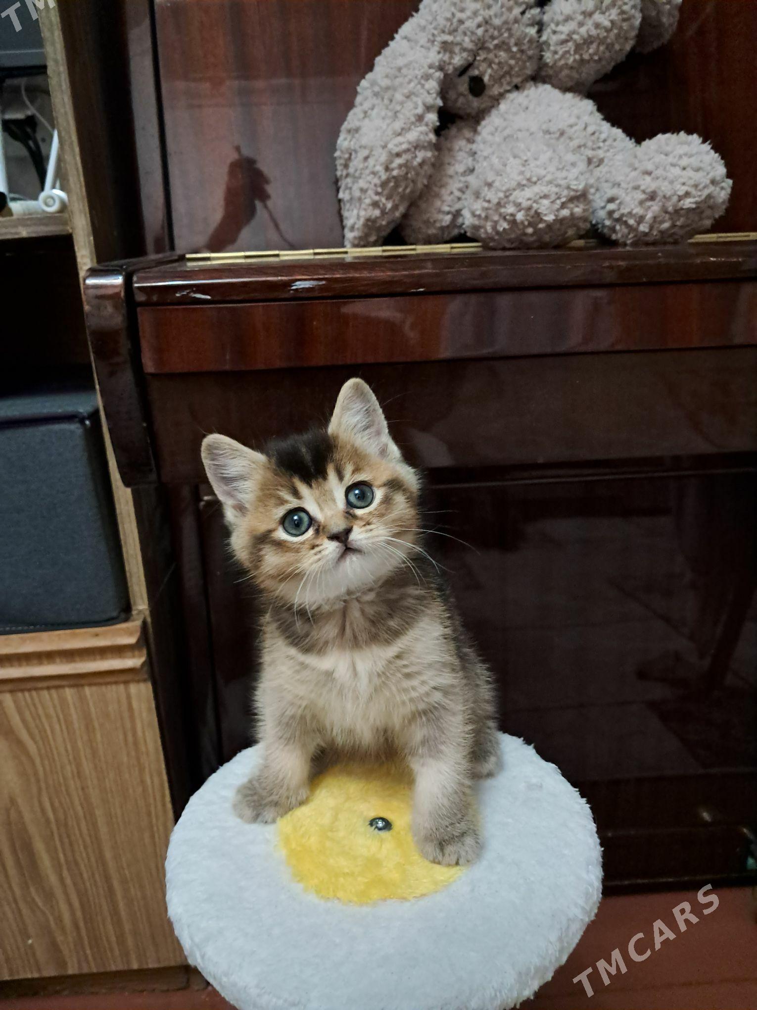 шотландский котёнок - Aşgabat - img 1