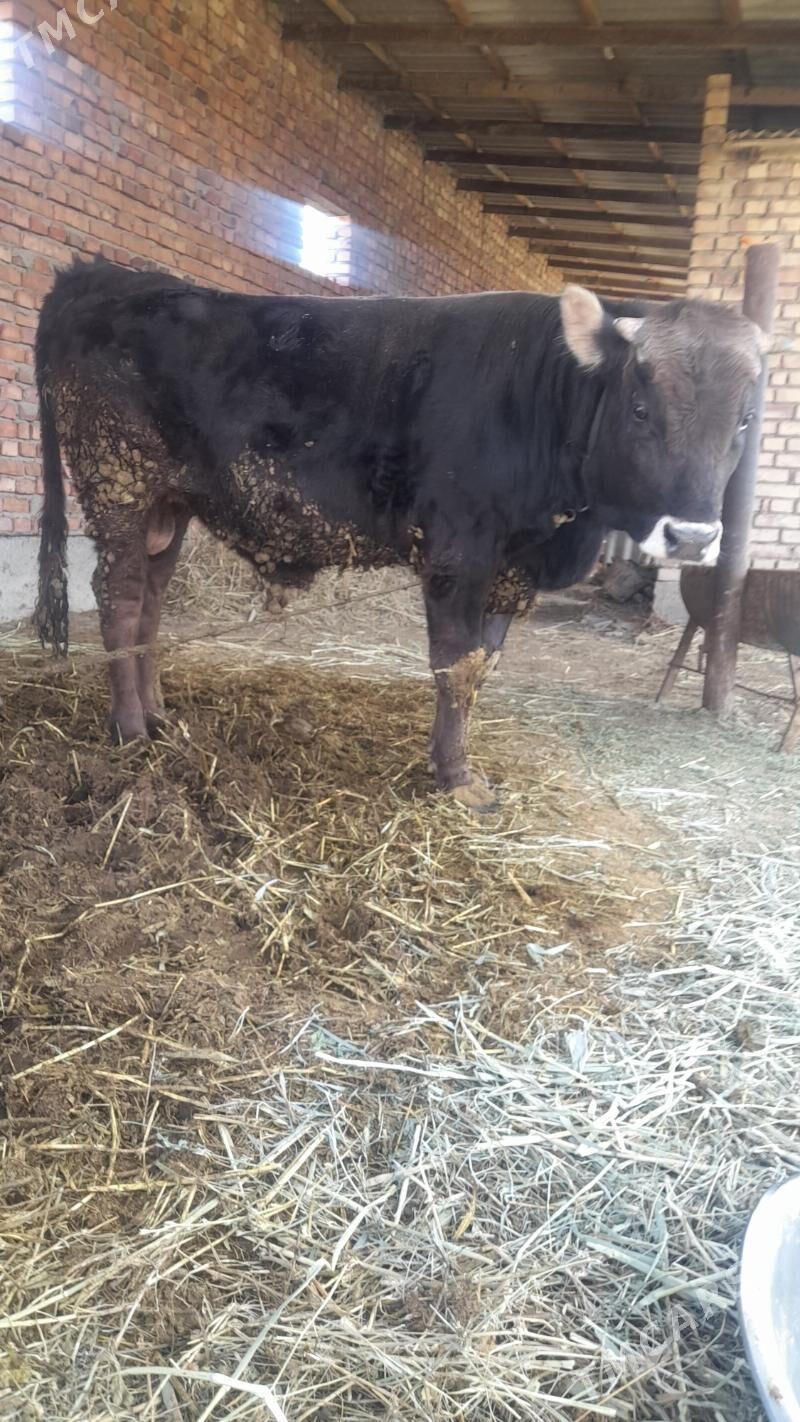 öküz - Бахарден - img 1