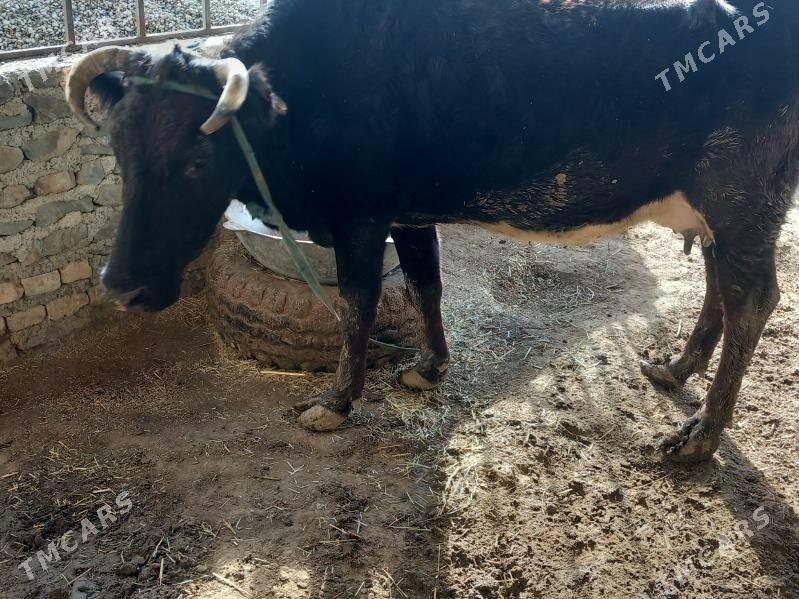 Goleli Sygyr - Берекет - img 1