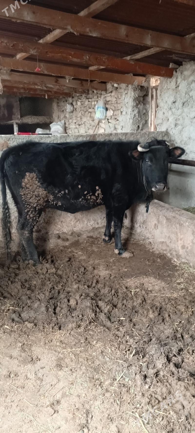 sygyr bakaln - Бахарден - img 1