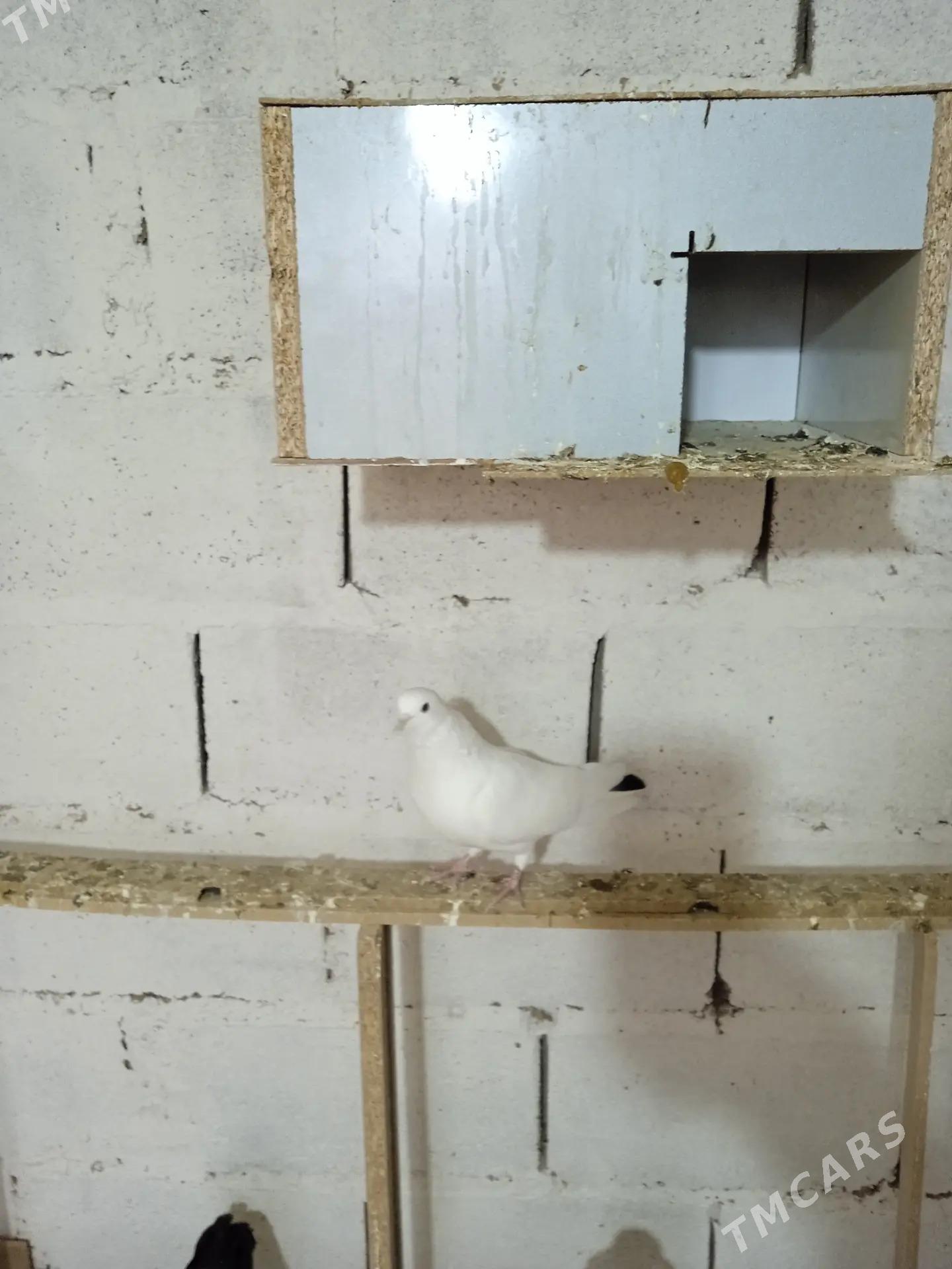 Kepderi - Sarahs - img 1