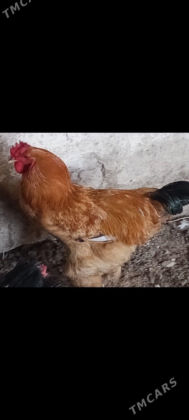 horaz - Gyzylarbat - img 1