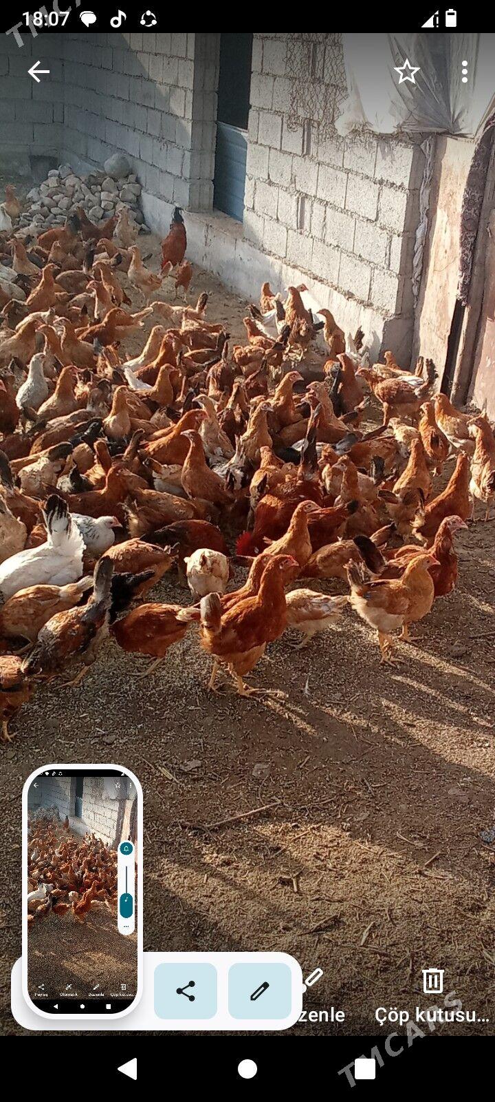 Juje. 5 aý bolan - Tejen - img 1