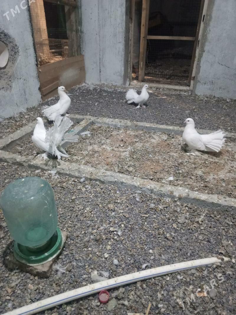 kepderi - Parahat 3 - img 1