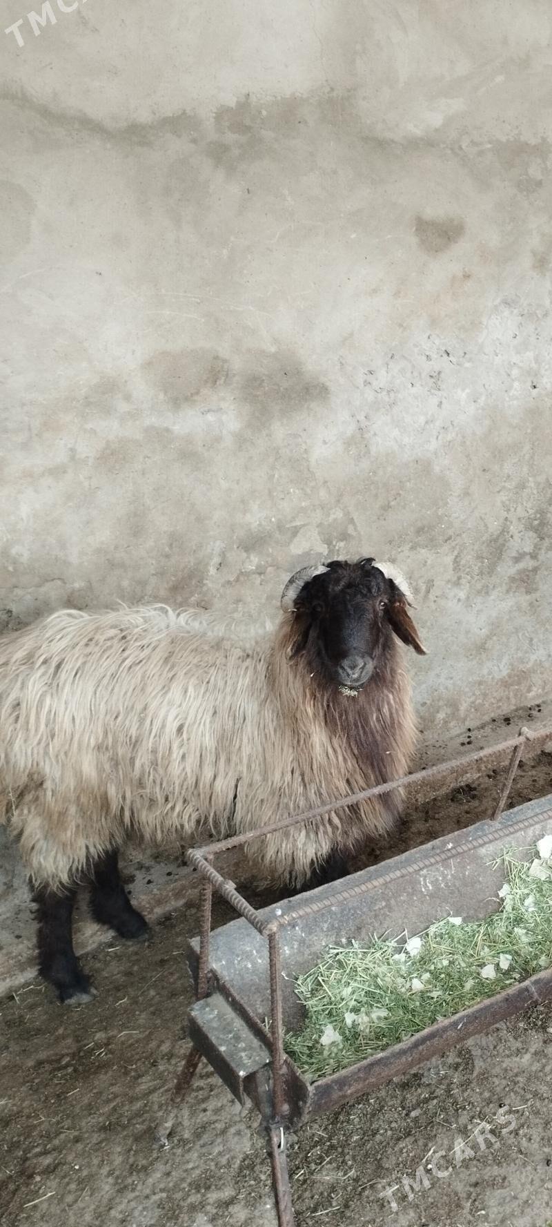 гоч - Balkanabat - img 1