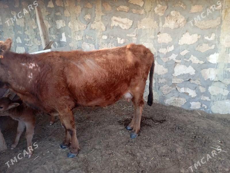 sygyr - Türkmenbaşy - img 1