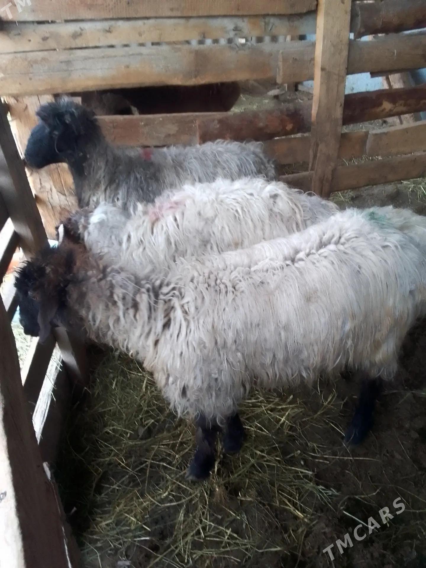 GOYUN - Багир - img 1