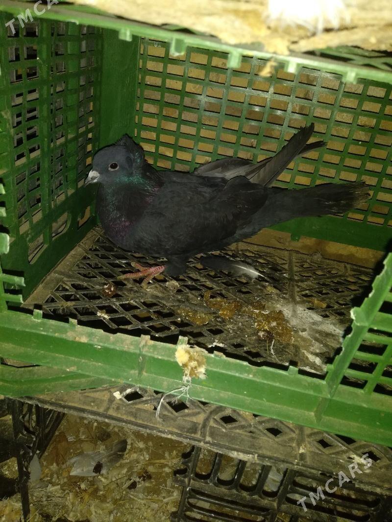 kepteri - Туркменабат - img 1